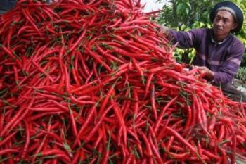 Harga Capai Merah Anjlok Hanya Rp5.000/Kg