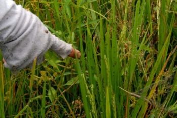 Hindari Serangan Hama, Petani Diimbau Patuhi Pola Tanam