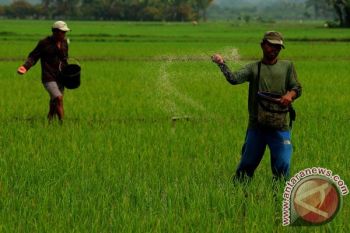 Pupuk SP-36 Menghilang, Pemkab Janji Penuhi Kebutuhan