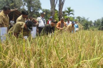 Mentawai Lanjutkan Cetak Sawah dan Tetap Salurkan Raskin