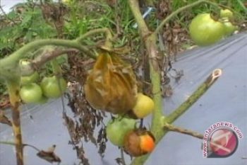 Petani tidak panen tomat karena murah