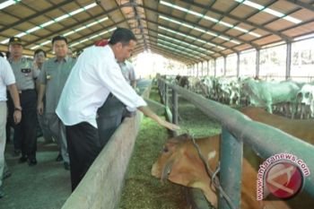  Lampung Selatan Sampel Pemantauan Sembako