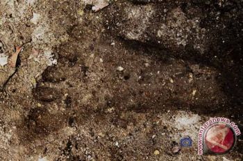 Jejak Kaki Misterius Kagetkan Petani Di Sampit