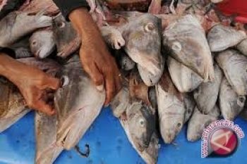 Bali Hasilkan 1,08 Juta Dolar Dari Ikan Kakap