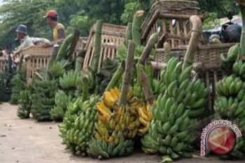 Bantul kembangkan sentra tanaman pisang raja 