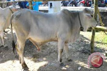 Pemkab dorong peternak budidayakan sapi putih