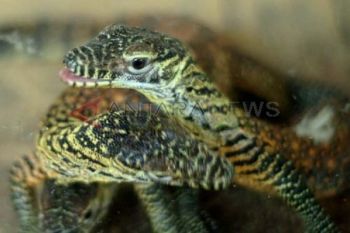 Koleksi Komodo KBS Bertambah