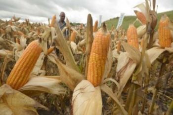 Muna Pamerkan Jagung Di Arena Halo Sultra