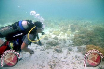 Hanya 5,29 Persen Terumbu Karang Masih Sangat Baik