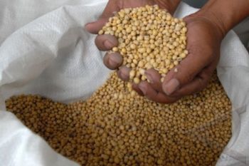 Harga Kedelai Impor Cenderung Stabil