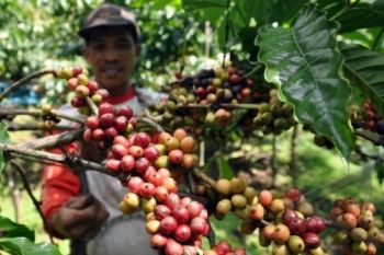 Harga Kopi di Temanggung Naik, Produksi Kurang Maksimal 