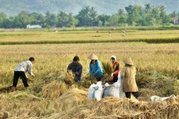 Pengadaan Beras di Banyumas Tetap Berjalan