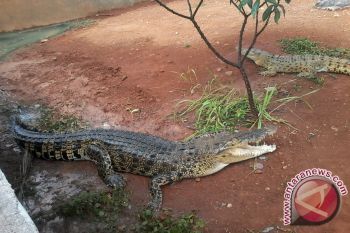 BKSDA Titipkan Empat Satwa Langka ke Lembah Hijau