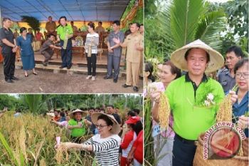 Bupati Minut Panen Padi Ladang di Desa Batu