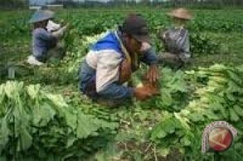 Kesejahteraan Petani Sayur Sulut Turun