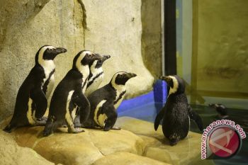 Jackass penguin jadi daya tarik pengunjung GLZoo