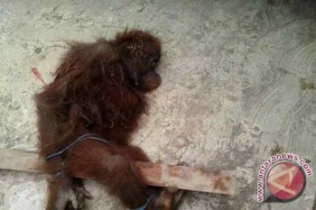 BOSF Samboja Observasi Anak Orangutan Terluka
