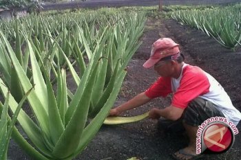 Warga kembangkan usaha es krim lidah buaya 