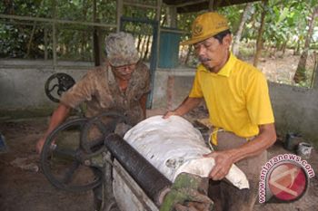 Harga Karet Pedalaman Barito Rp7 Ribu/Kg