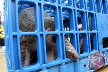 Polisi Riau Tangkap Pelaku Penyelundupan  35 Trenggiling