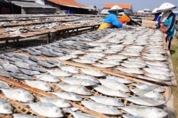 Pedagang Ikan Asin Batang Kesulitan Bahan Baku
