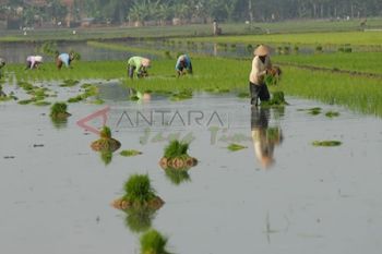 Upah Buruh Tani Masih Rendah