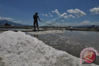 Panen Garam