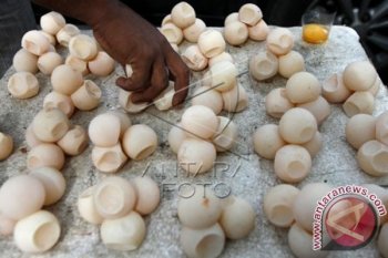 Perdagangan Telur Penyu
