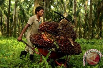 PRODUKSI KELAPA SAWIT SULSEL