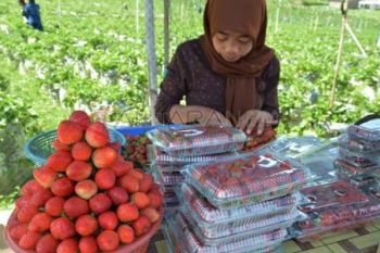 Strawberry Sarangan