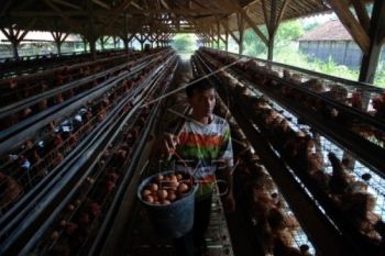 Jelang Ramadhan, Harga Telur Ayam Merangkak Naik