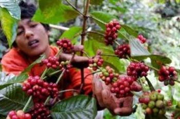AEKI: Produksi Kopi Jateng Lebih Unggul