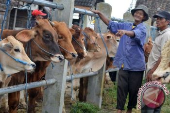  170 Ribu Ekor Sapi Disiapkan Selama Puasa