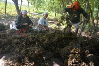 Harga Rumput Laut Turun