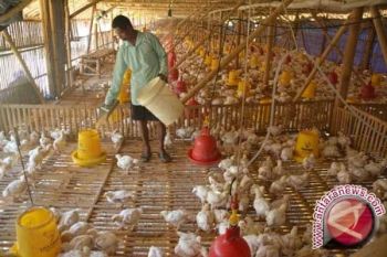 Peternak ayam Gunung Kidul keluhkan harga pakan 