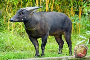 Indonesia - Eropa berkomitmen selamatkan banteng dan anoa