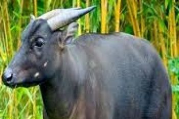 Mapala UGM Temukan Jejak Anoa Di TNLL