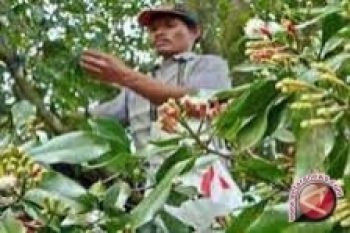 Petani Sulteng Siap Panen Raya Cengkih 