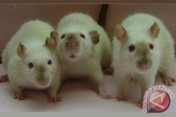  Tikus Juga Bisa Menyesal Seperti Manusia