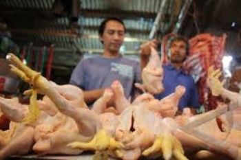 KPPU: Harga Ayam Potong Melonjak Diduga Permainan Broker