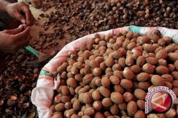 AMERIKA BELI 25 TON BIJI PALA SULUT