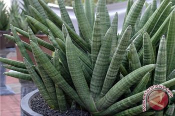 Sansevieria, Tanaman Hias Penyerap Polusi Terkuat