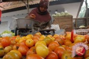 Harga tomat di Palu melonjak tajam