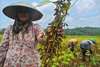 Harga Kedelai Impor di Pekalongan Naik