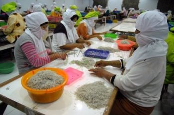 Buruh Sortir Teri