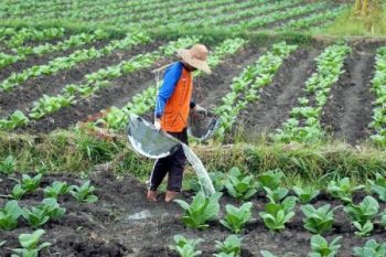 Harga BEP Tembakau