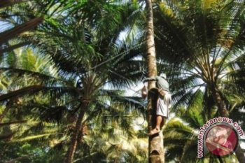 Menyadap Nira Kelapa