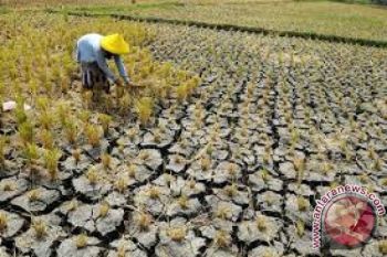 Pemprov ntb bentuk tim penanggulangan bencana kekeringan