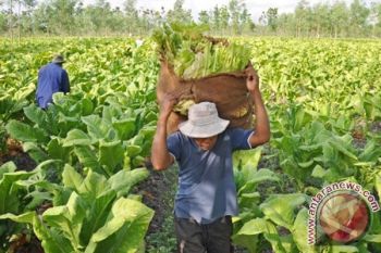 Temanggung Didesak Buat Regulasi Tata Niaga Tembakau