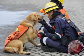 Anjing Sahabat Terbaik Manusia
